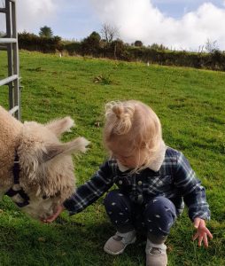 Top Ten things to do in Cornwall this October Half Term - Alpaca