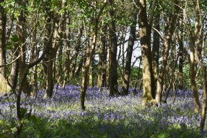 The best place to see bluebells in cornwall
