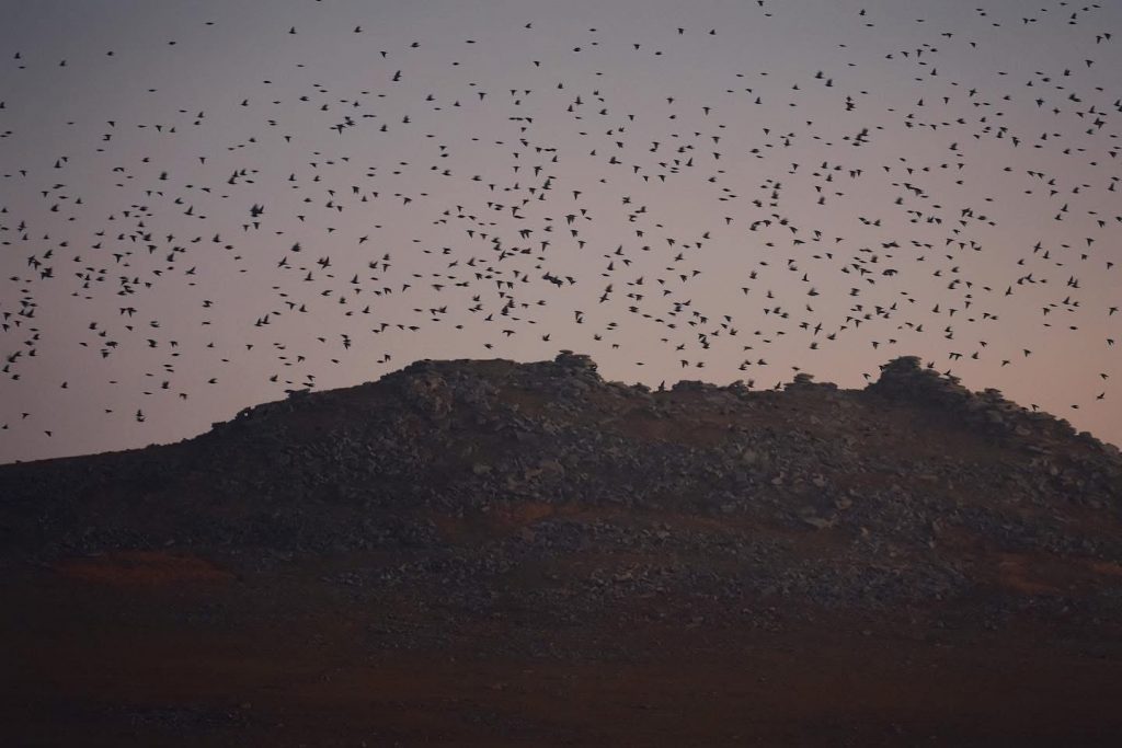 Half term activities - starling murmurations at Roughtor