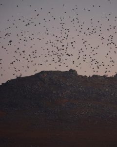 starling murmurations