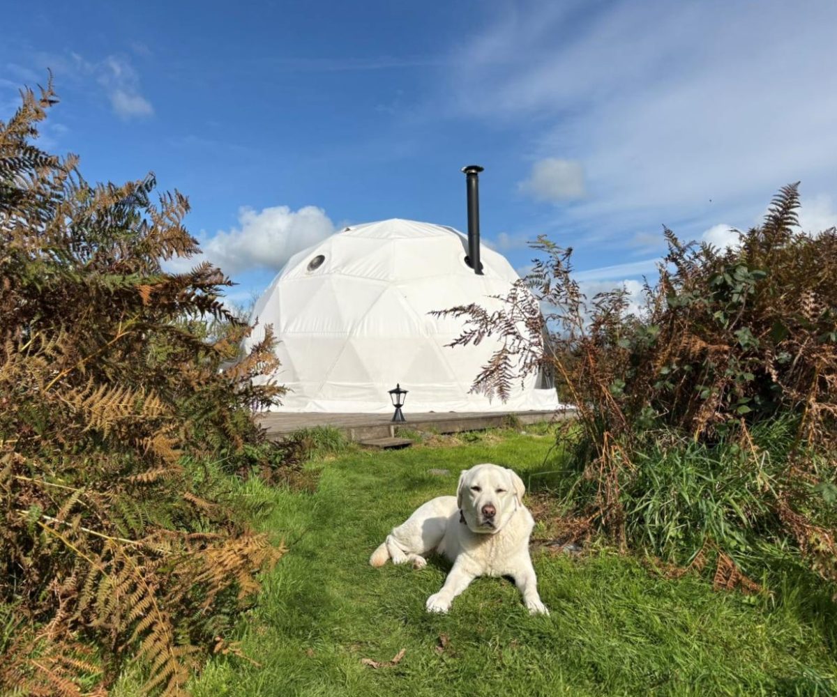 Dog friendly pods