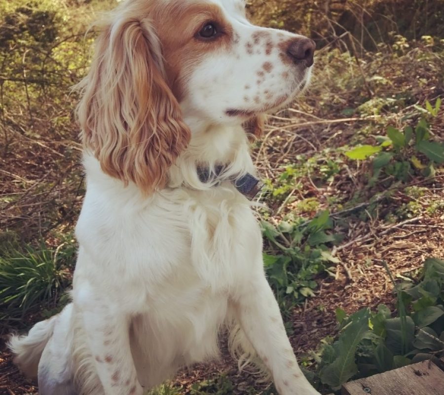 North Cornwall Walks